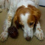 Lady2 150x150 Jewelry and Dogs Go Hand in Hand..